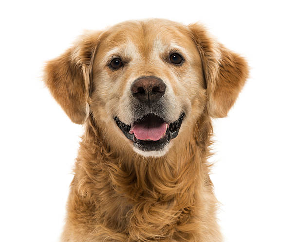Close-up of a Golden Retriever panting, 11  years old, isolated Close-up of a Golden Retriever panting, 11  years old, isolated on white golden retriever stock pictures, royalty-free photos & images