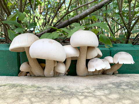Close-up of a group of wild mushrooms growing on the floor. natural background