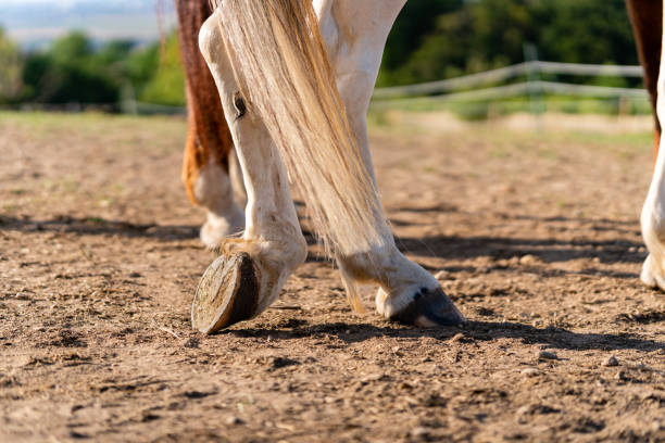 Close-up of a horse's hind legs and hooves in resting position on a horse pasture (paddock) at sunset. No horseshoes. Concepts of rest, relaxation and well-being. Background blur.  pferd stock pictures, royalty-free photos & images