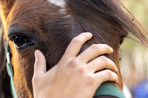 close-up of a human hand touching the head of a brown horse