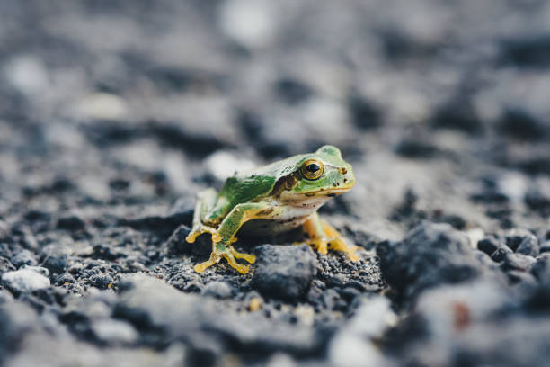 Close-up of a Japanese frog named amagael stock photo