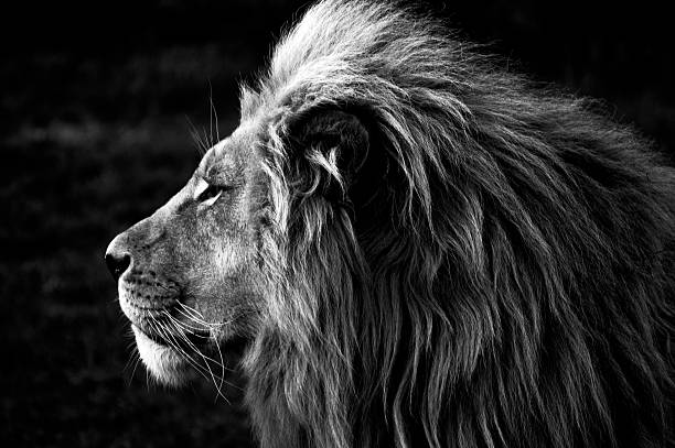 gros plan d'un lion (b & w - lion photos et images de collection