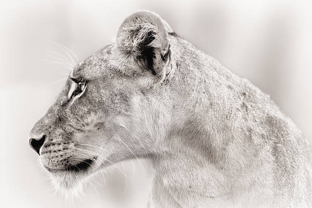 Close-up of a Lioness in Samburu National Reserve, Kenya stock photo