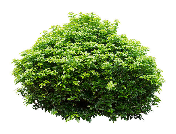 Close-up of a lush bush with no surroundings Ornamental tree isolated on white background. bush stock pictures, royalty-free photos & images