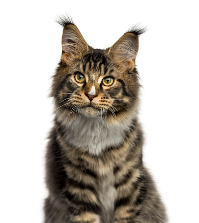 Closeup Of A Maine Coon Isolated On White Stock Photo - Download Image ...