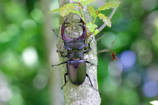 Closeup of a male of the European stag beetle, Lucanus servus. On the trunk of an oak tree. stock photo