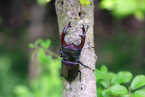 Closeup of a male of the European stag beetle, Lucanus servus. On the trunk of an oak tree. stock photo