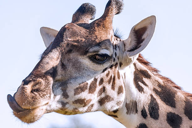 Close-up of a Masai giraffe A close-up portrait of a beautiful Masai giraffe. masai giraffe stock pictures, royalty-free photos & images