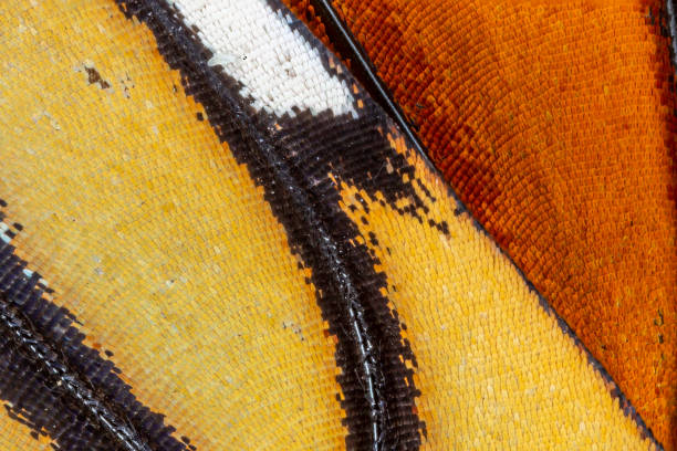 Closeup of a Monarch butterfly wing stock photo