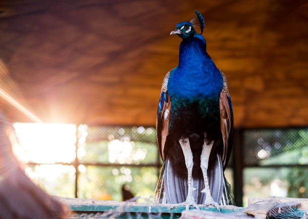 close-up van een pauw, kijk donkere achtergrond - peacock back stockfoto's en -beelden