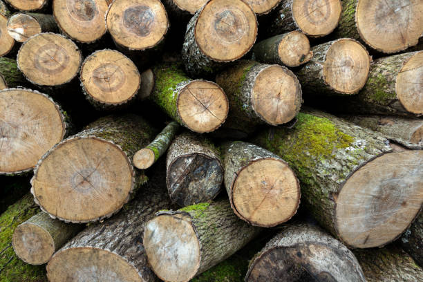 closeup of a pile of cut medium sized tree trunks - social media imagens e fotografias de stock