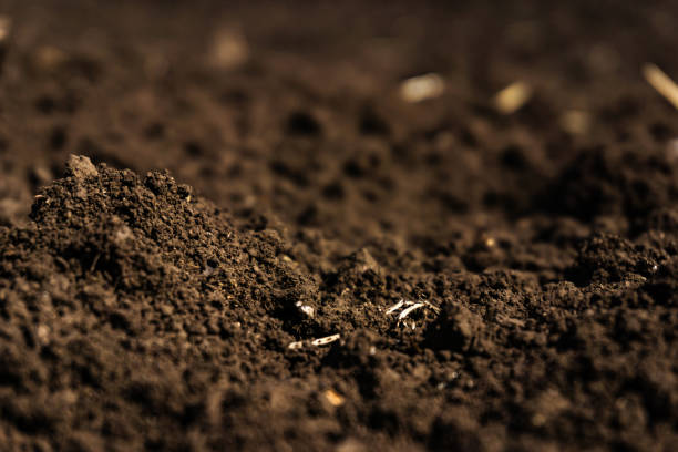 closeup of a plowed field, fertile, black soil. - terra imagens e fotografias de stock
