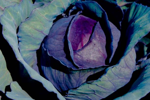 A Close-up of a Red Cabbage Head stock photo
