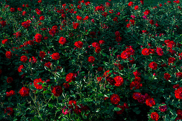 Closeup of a red rose garden stock photo