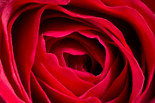 Closeup of a Red Rose stock photo