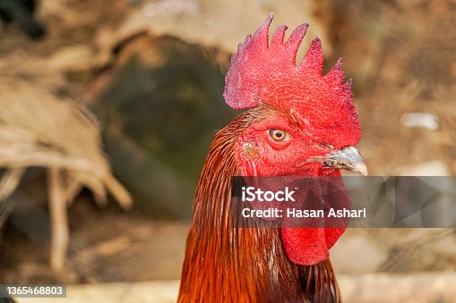 istock Close-up of a rooster's head 1365468803