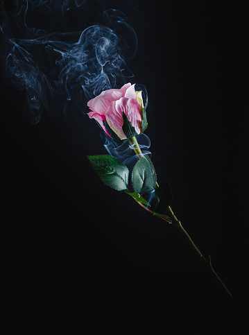 Close-up of a rose, black background, enveloped in smoke, with space to copy.