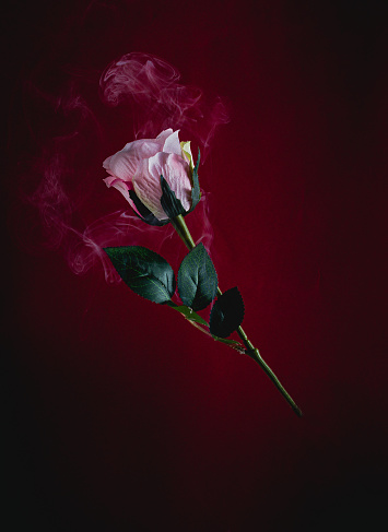 Close-up of a rose, red background, enveloped in smoke, with space for copying