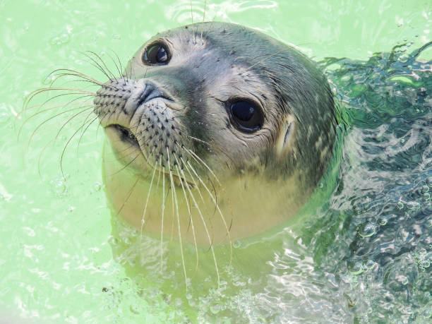 Close-up of a seal in Ecomare on Texel, The Netherlands stock photo