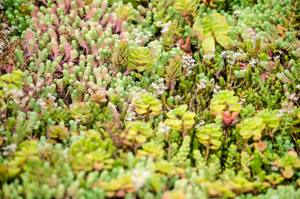 Close-up of a sedum roof Close-up of the sedum plants on a vegetated roof crassulaceae stock pictures, royalty-free photos & images