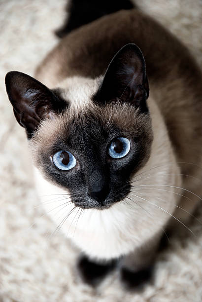 Curious siamese cat with blue eyes, speacilly focus on face
