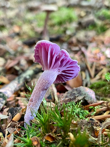 Closeup of a small purple Amethyst Deceiver mushroom in the moss. Detail of a small violet Laccaria amethystina fungus in the green Swedish forest undergrowth