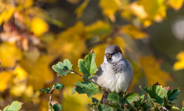 159 Fall Memes Stock Photos Pictures Royalty Free Images Istock