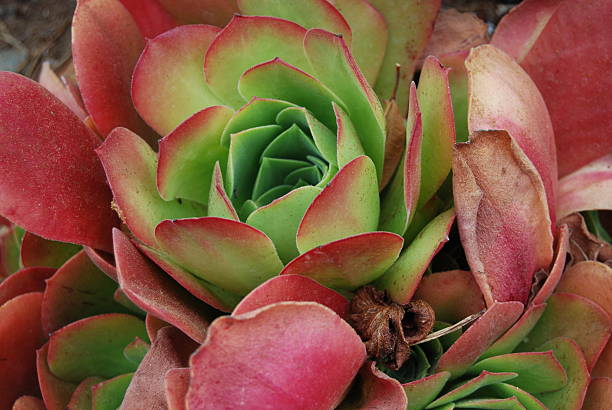Close-up of a succulent dragon fruit stock photo