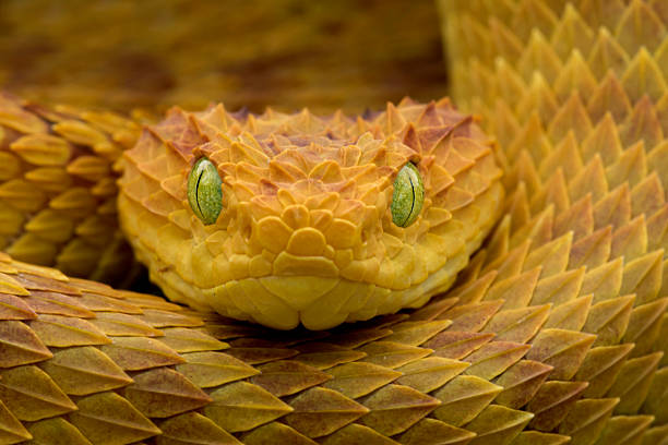 Royalty Free Viper Snake Pictures Images and Stock Photos Royalty Free Viper Snake Pictures Images and Stock Photos