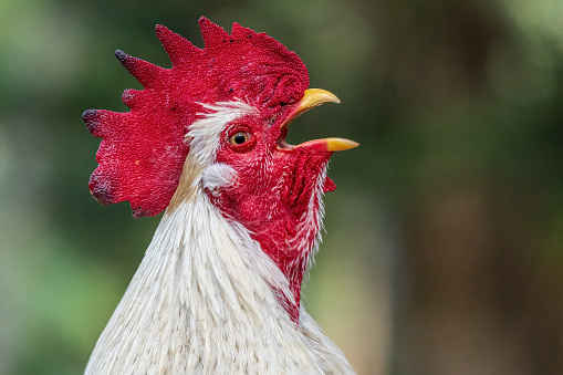 Portrait of a crowing white rooster (Gallus gallus domesticus)