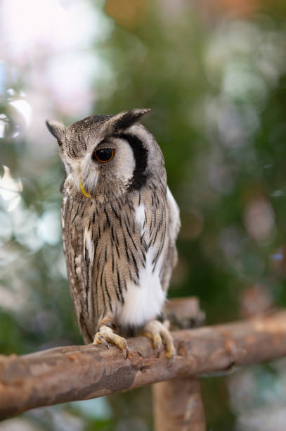 Close-up of a white-faced owl standing on a log. stock photo