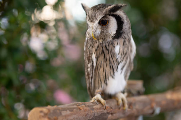 Close-up of a white-faced owl standing on a log. stock photo