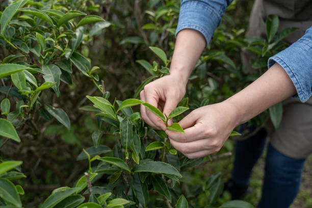 A close-up of a woman farmer picking tea by hand stock photo