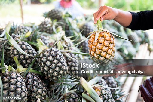 istock Close-up of a woman holding a pineapple, a woman holding an exotic fruit in her hand while shopping at the community pineapple market. Healthy lifestyle and popular food, Asian farmer. 1358884993