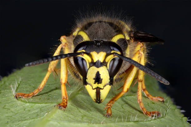 Yellow Jacket Stock Photos, Pictures & Royalty-Free Images - iStock