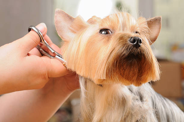 Close-up of a yorkie dog receiving a fur cut professional cutting yorkshire terrier after washing.Other images and concepts of this puppy in this lightboxe yorkie haircuts stock pictures, royalty-free photos & images