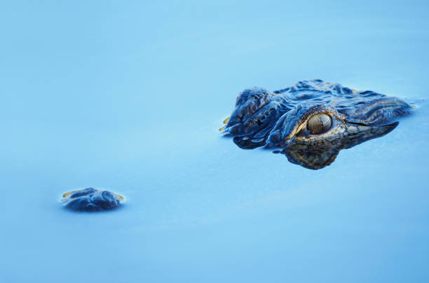 närbild av en ung amerikansk alligator flytande i blått vatten - aligator bildbanksfoton och bilder