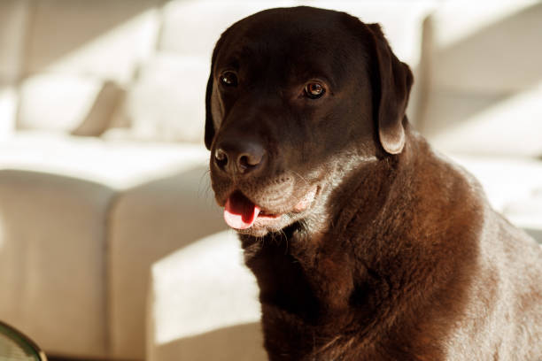 Close-up of  a young chocolate brown labrador dog sitting and enjoying the sun in a light living room stock photo