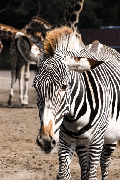 Close-up of a zebra in Safari Park Beekse Bergen in The Netherlands stock photo