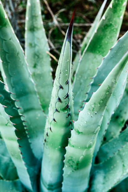 Closeup of Aloe Vera plant captured in desert, USA stock photo