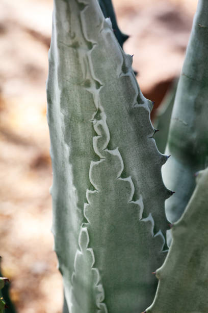 Closeup of American Century Plant, Agave Americana in United States in Arizona stock photo