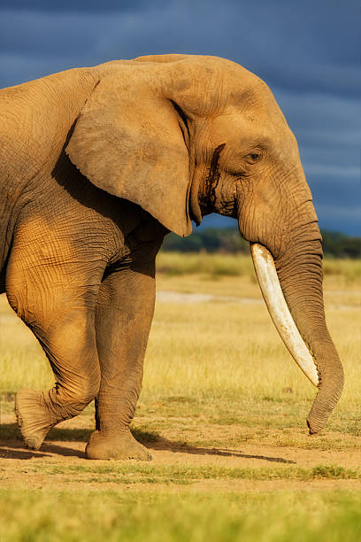 Closeup of an African Elephant with very big tusks stock photo