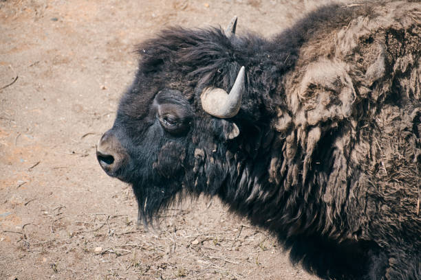 primer plano de un búfalo americano caminando en tierras áridas - buffalo shooting fotografías e imágenes de stock