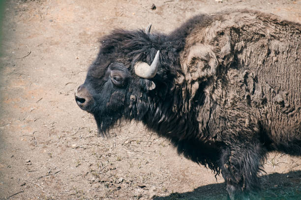 kurak topraklarda yürüyen bir amerikan bufalosu yakın çekim - buffalo shooting stok fotoğraflar ve resimler