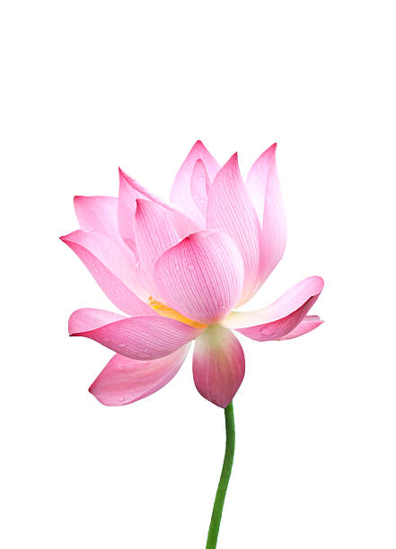 Close-up of an isolated pink bloomed lotus flower with stem Lotus flower, nelumbo nucifera isolated on white background. single flower stock pictures, royalty-free photos & images