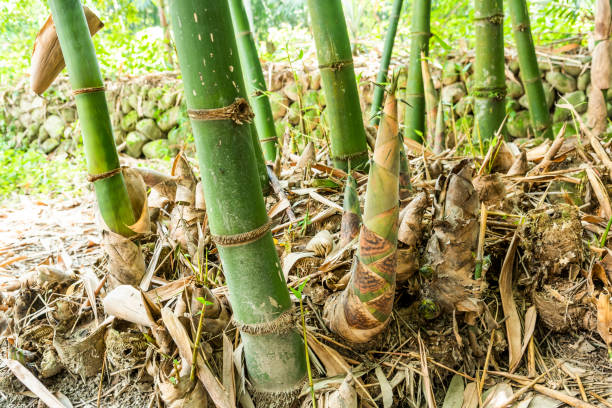 Close-up of bamboo shoots in the bamboo forest. stock photo
