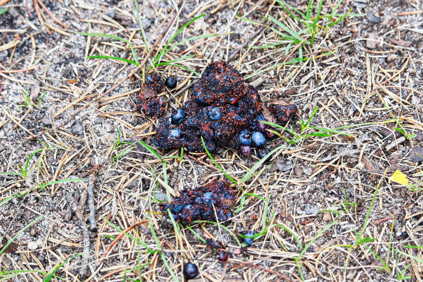 Closeup of bear scat full of blueberries Closeup of bear scat full of blueberries. bear scat photo stock pictures, royalty-free photos & images