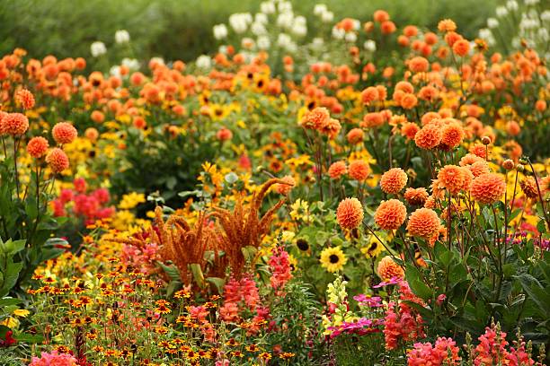 Close-up of beautiful garden with variety of flowers Large flower garden in summer dahlia stock pictures, royalty-free photos & images