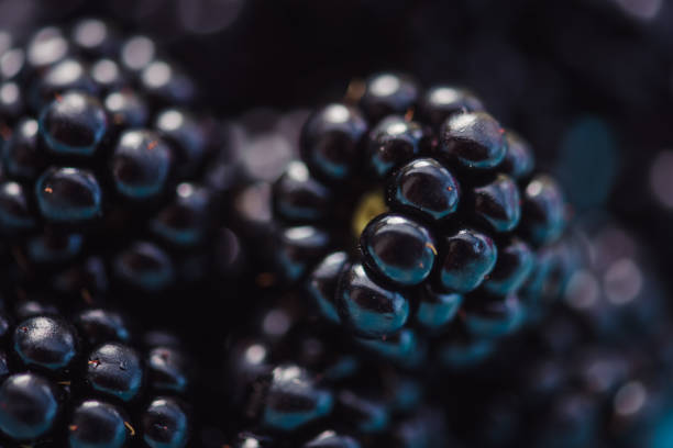 Close-up of berries blackberries Close-up of berries blackberries  Macrophoto with strobe light blackberry fruit stock pictures, royalty-free photos & images