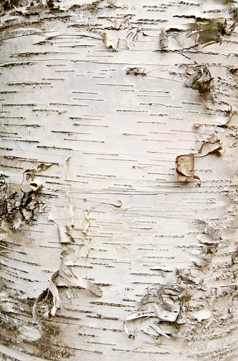 close up of the white paper birch bark tree. can be used as a background or texture